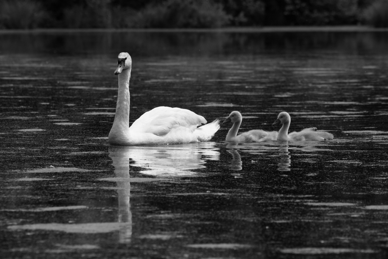 2015 06 17 HTP 000066751ebw